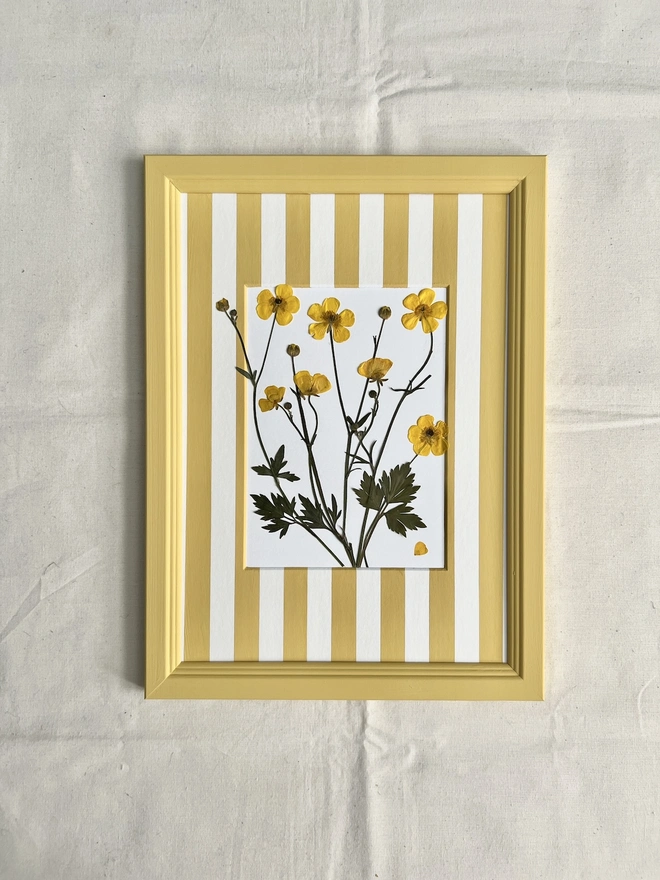 pressed buttercups flowers in hand painted yellow frame and hand painted stripes