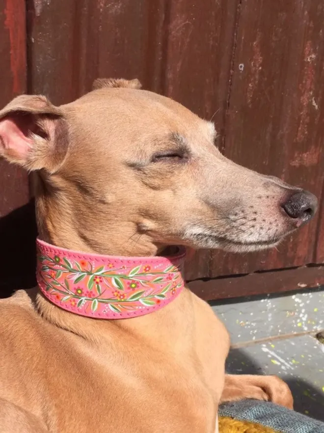 Italian Greyhound Collar - Padded Leather