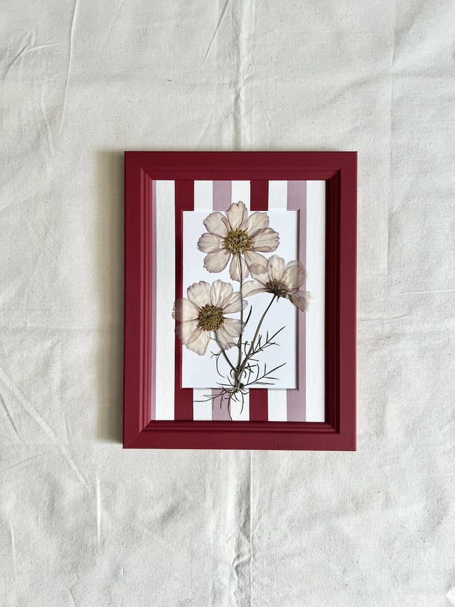 pressed cosmos flowers in hand panted stripe mount and painted red frame 