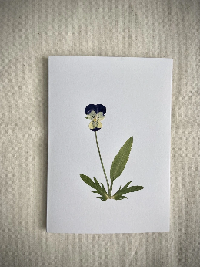 White greeting card with cream and purple pansy flower