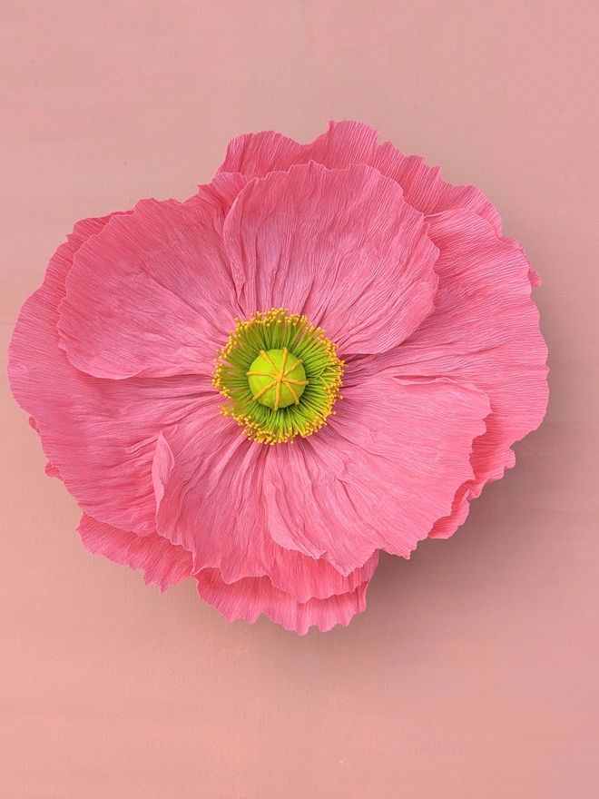Crepe paper poppy in blossom pink, on peach background