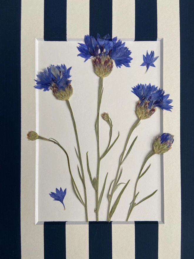 Close up of pressed blue cornflowers in stripe painted mount