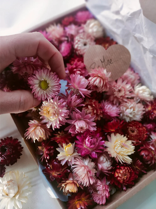 box of pink dried flower heads. selection of pink dried flower heads presented in cardboard gift box.