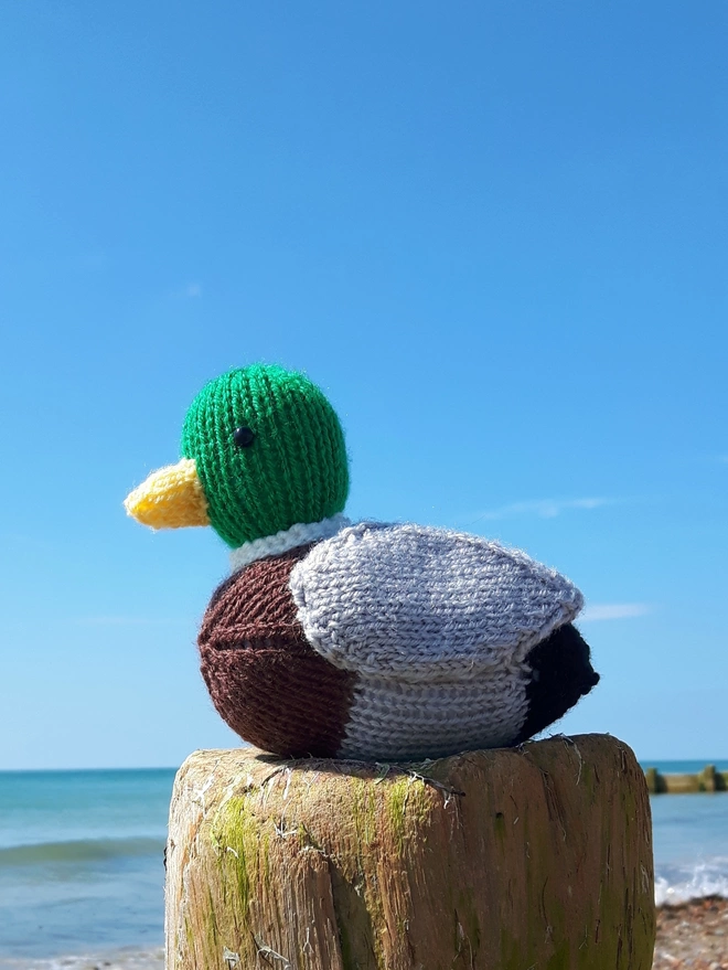 mallard duck knitted toy sitting on beach with a blue sky