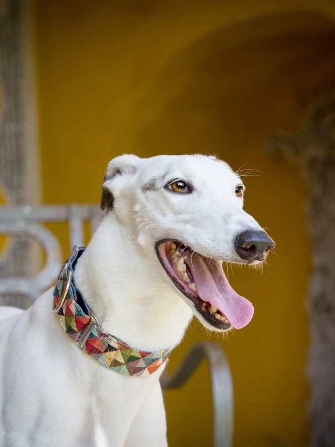 Harlequin Martingale Dog Collar