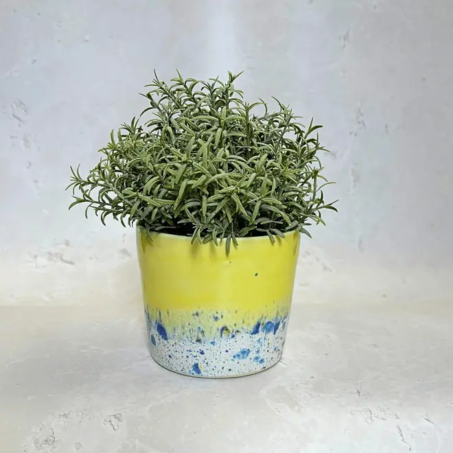 Shoreline Large Pot, a colourful pot placed on a stone surface. It is accompanied by a plant. 