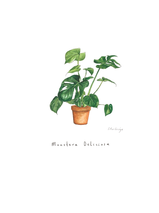 Monstea Deliciosa (swiss cheese plant) house plant print. Painted in watercolour and printed onto white paper