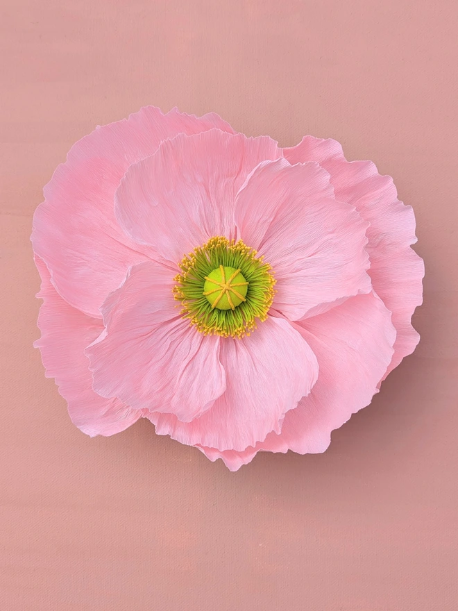 Crepe paper poppy in pale pink on peach background