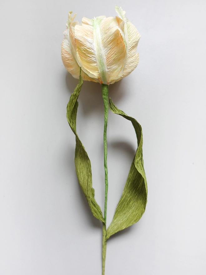 Crepe Paper Parrot Tulip DIY Kit