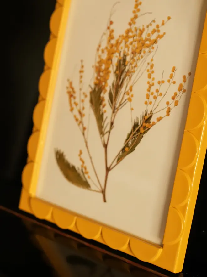mimosa scalloped frame