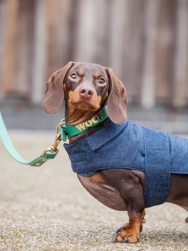 Denim Dog Coat With Silver Wings On Dachshund