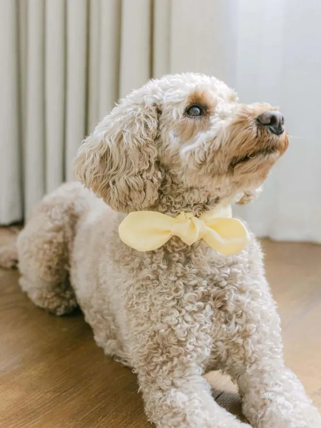 Handmade Linen Dog Necktie