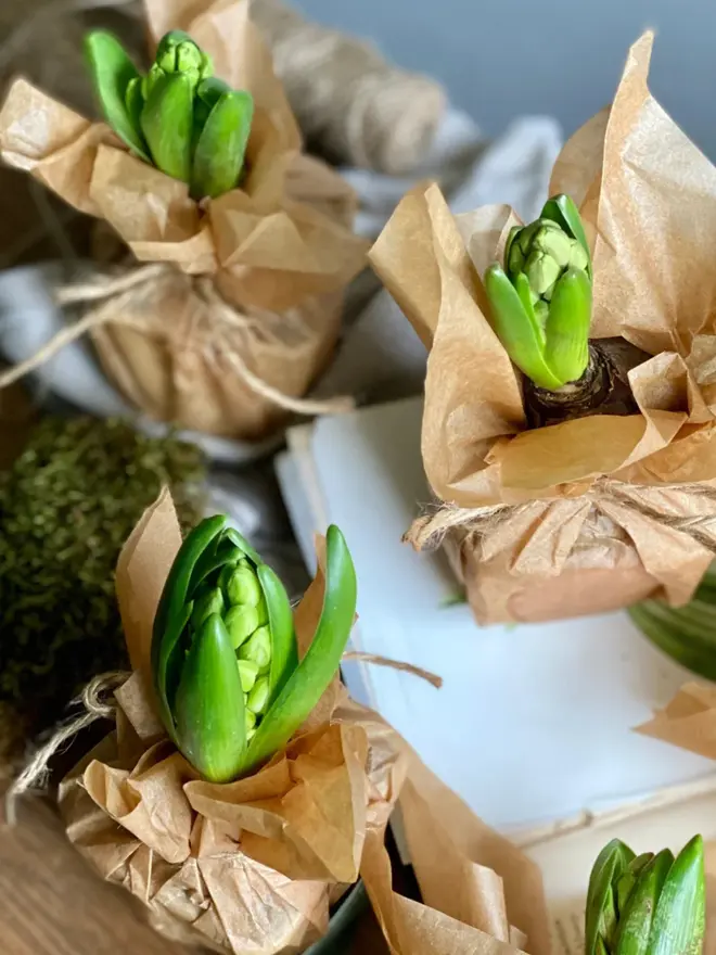 Several wax wrapped Hyacinth bulbs scattered on a desk surrounded by moss atop an open book