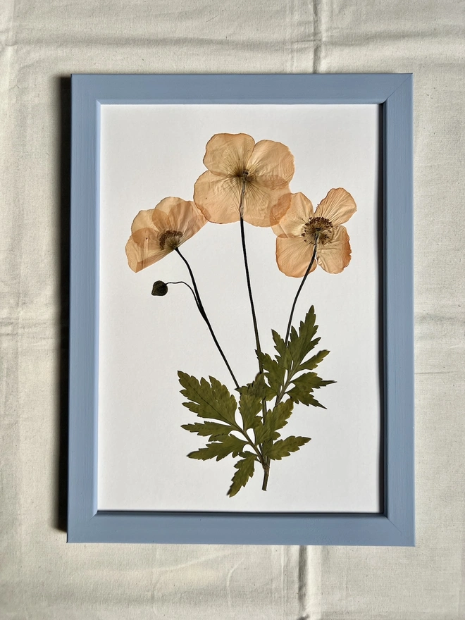 pressed poppy flowers in hand painted blue wooden frame