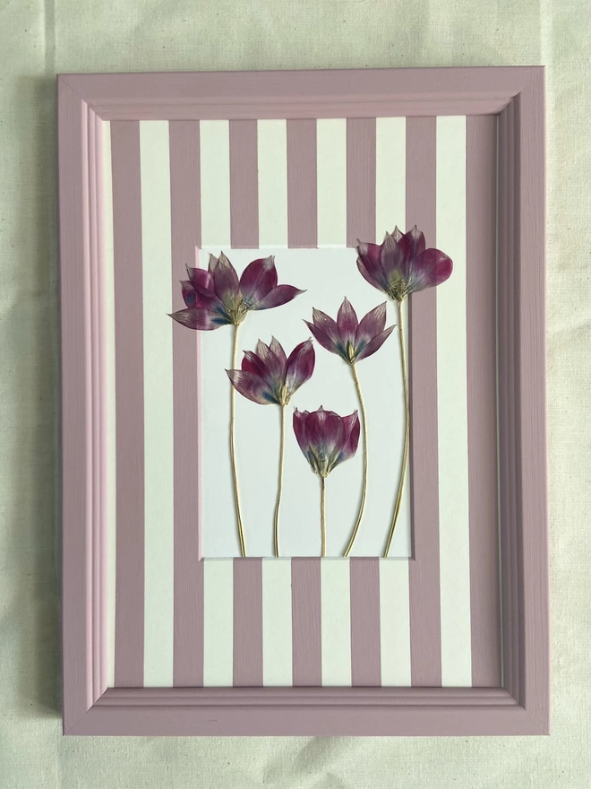 Framed pink tulip flowers in hand painted stripe mount
