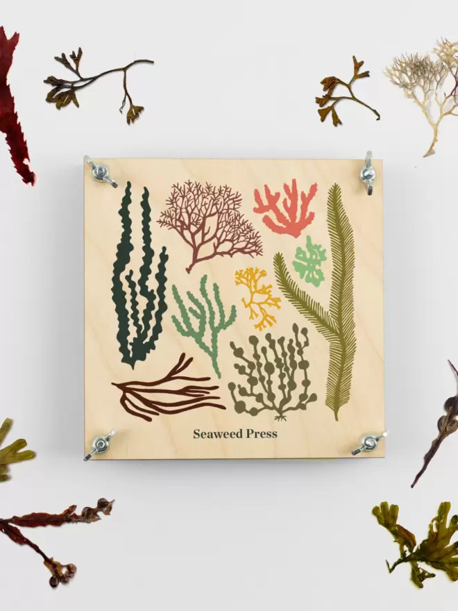 Square Seaweed Press with colourful printed front, surrounded by pressed seaweed