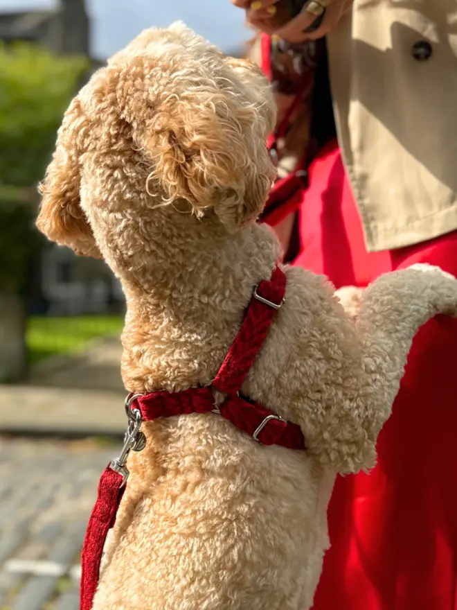 cockapoo jumping up to owners waist wearing a red dog harness by stocky & dee