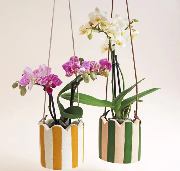 Small Stripy Hanging Plant Pot. Two Orchids in two white ceramic pots, decorated with vertical yellow stripes against a plain light background.