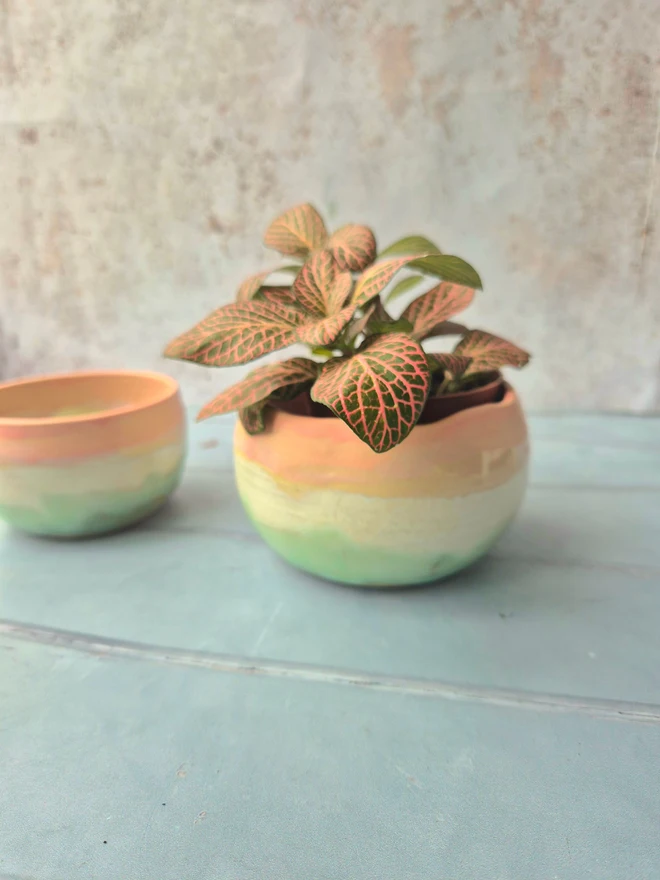 small ceramic indoor plant pot, pink, Jenny Hopps Pottery, plant rope hanger, real plant