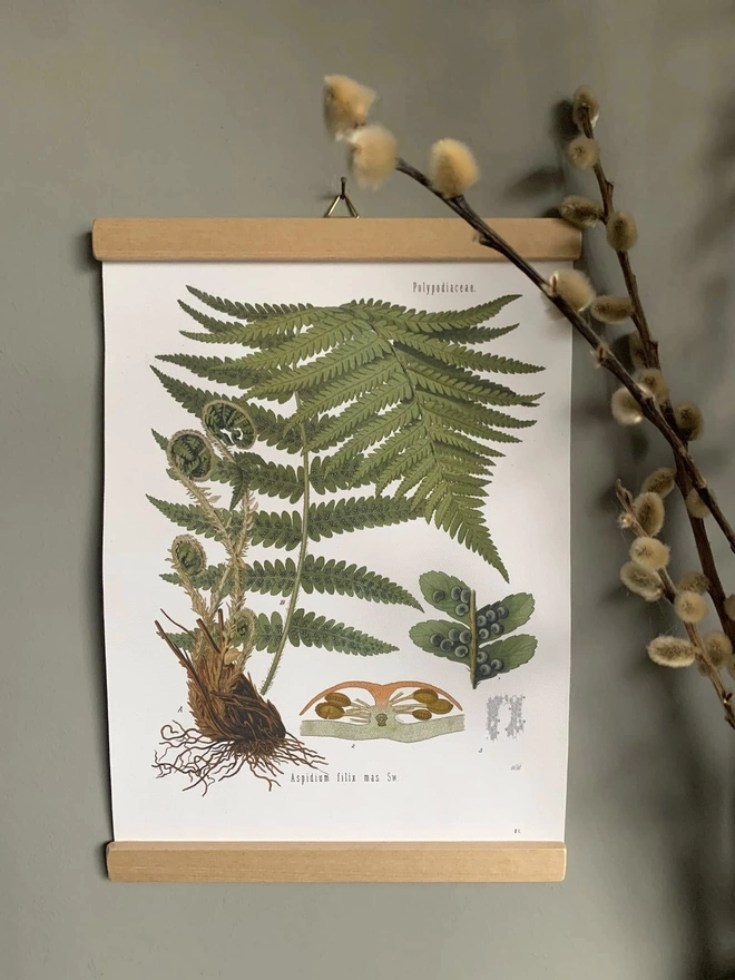 A botanical style print of a fern