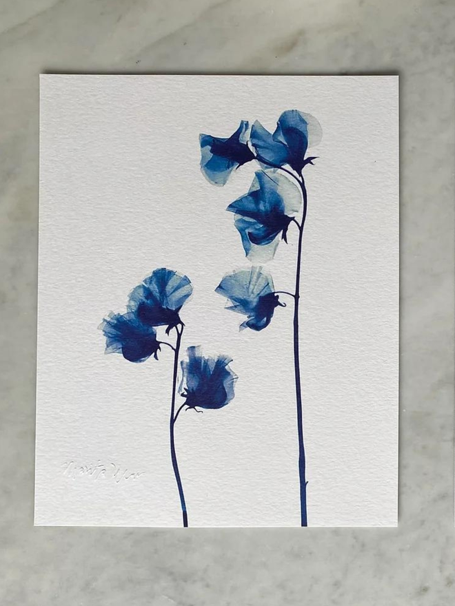 PoppieSweet peas, Lathyrus odoratus, Botanical X-ray print by Marita Wai, prussian blue flowers on a white background. 
