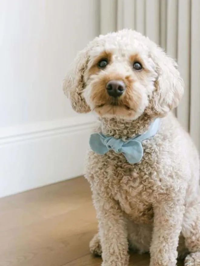 Handmade Corduroy Dog Necktie