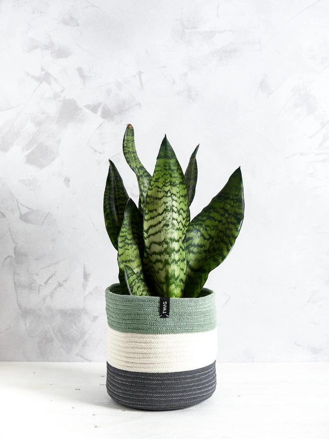 Large Striped Cotton Plant Pot