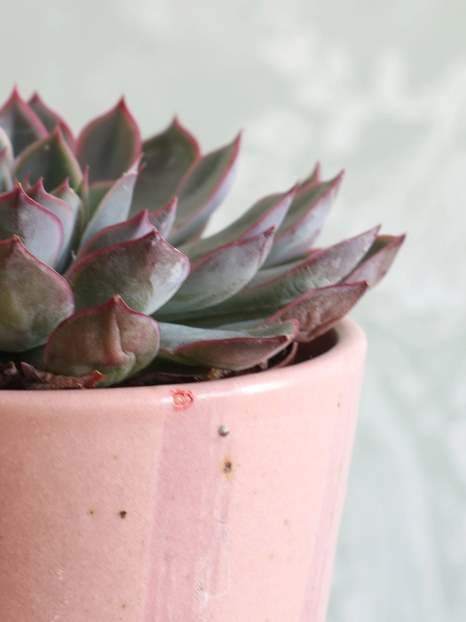 Close-up photograph of a handmade ceramic stoneware plant pot in pink stripe which holds a succulent plant. 
