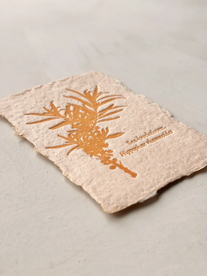 sea buckthorn letterpress print