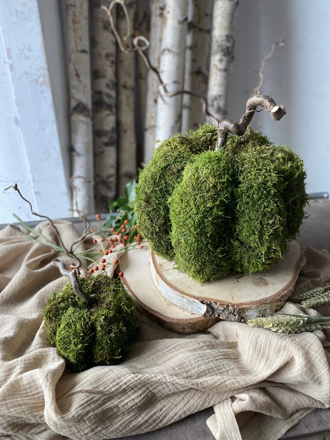 Two Hand Formed Dried Moss Pumpkin with Corylus Stalks, on display with sprigs of red berries, atop soft ruffled cloth