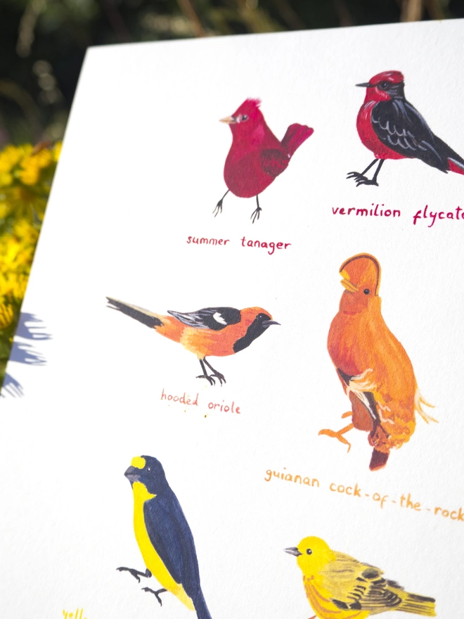 close up of a print with a white background featuring a rainbow of colourful illustrated birds
