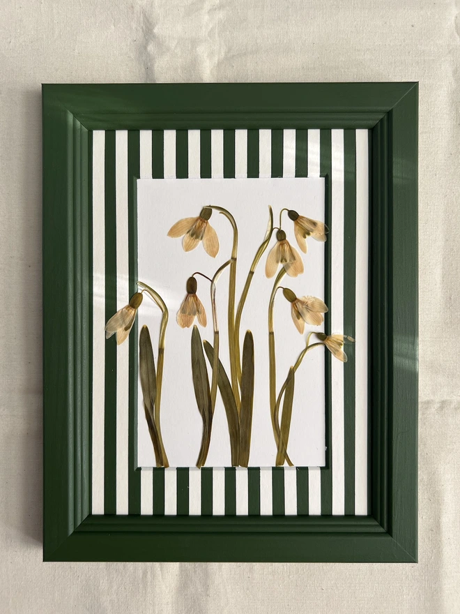 pressed snowdrop flowers in painted dark green wooden frame