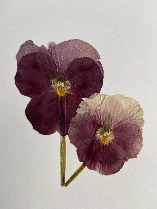 Close up of two pressed pink pansy flowers