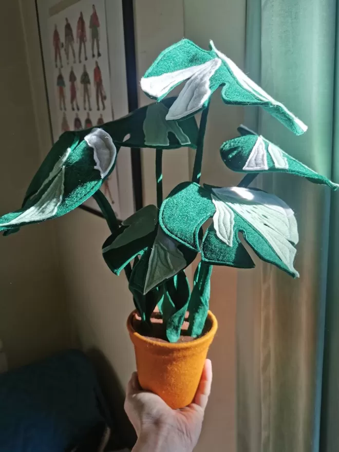 Montsera variegated felt houseplant