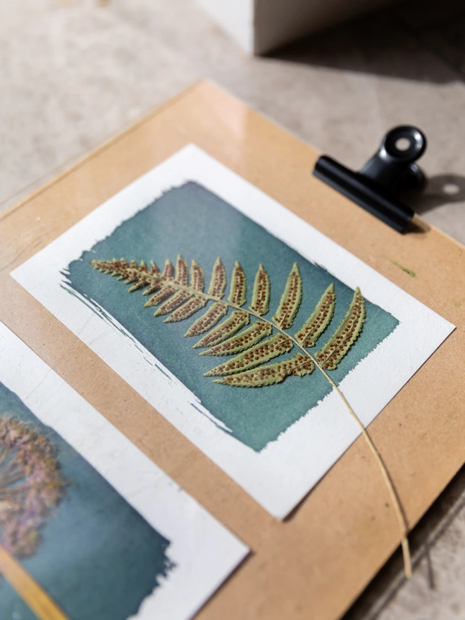 close up of a fern on top of cyanotype paper, developing in the sunlight.