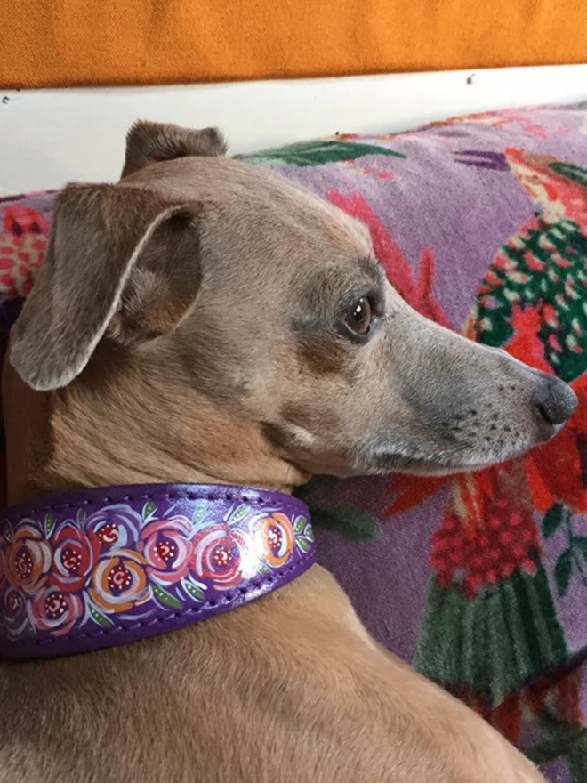 greyhound wearing purple floral hand painted leather collar