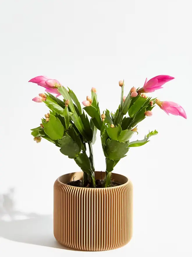 Sustainable 3D Printed Sand Beige Plant Pot, turbin design against a white background.  