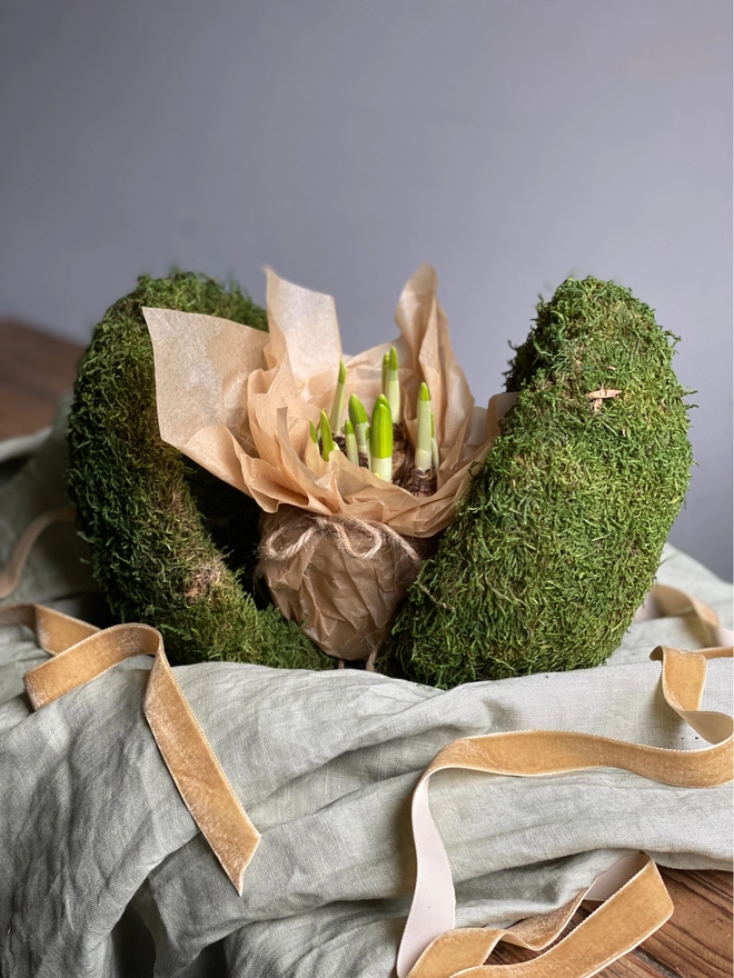Open moss egg with surprise gift of bulbs on show