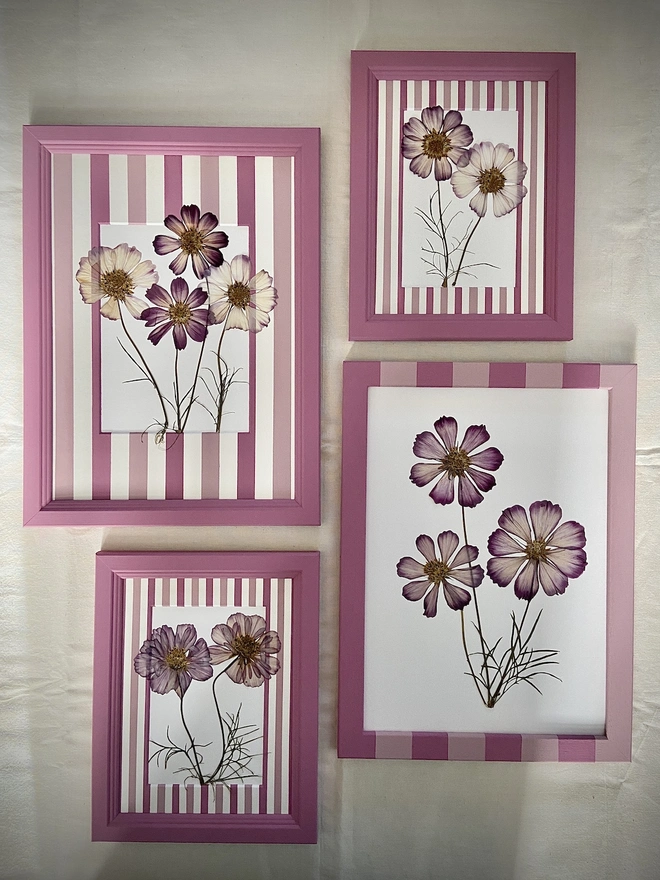 four different pink frames with pressed cosmos flowers