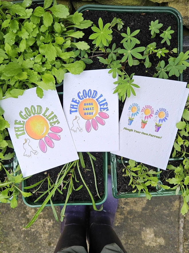 The collection of the 3 The Good Life Seed Cards on a tray of seedlings to show how the cards contain flower seeds