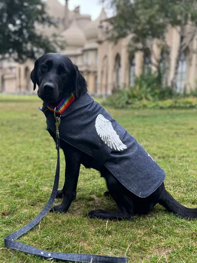 Denim Dog Coat With Silver Wings On Labrador
