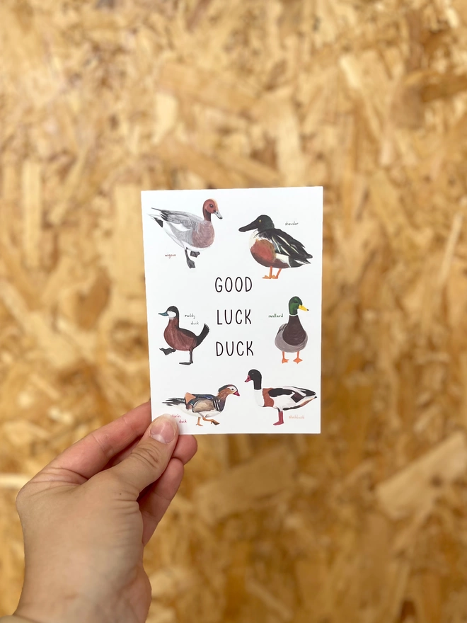 a greetings card featuring a selection of different species of ducks with the phrase “good luck duck”