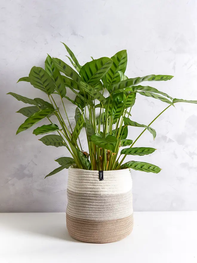 Extra Large Striped Cotton Plant Pot