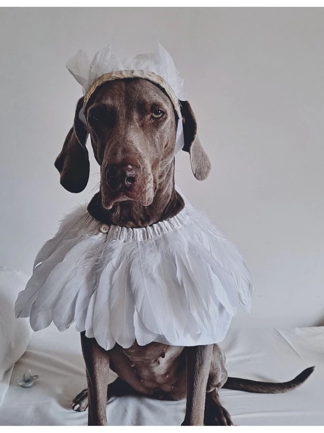 A large brown dog sat on a bed wearing a white feather headdress and white feather cape