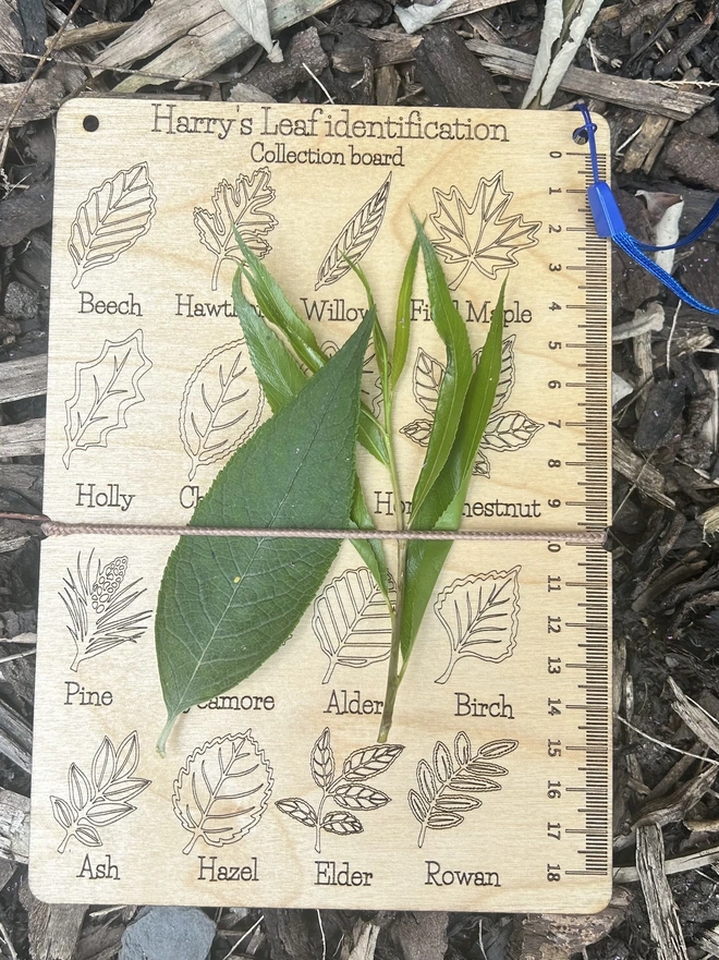 A compact wooden leaf collection board engraved with detailed illustrations of sixteen common tree leaves. Elastic bands run across the board to hold real leaves in place. The surface shows finely carved leaf shapes and textures, designed as a portable nature guide for outdoor learning. The board has a smooth, eco‑friendly finish and a rustic, forest‑school aesthetic