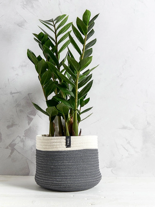 Large Natural Cotton Plant Pot