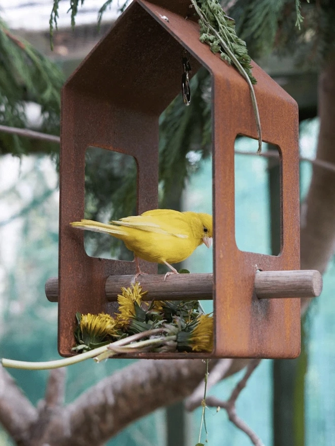 Corten Bird Feeder, birds within handing bird feeder in garden. 