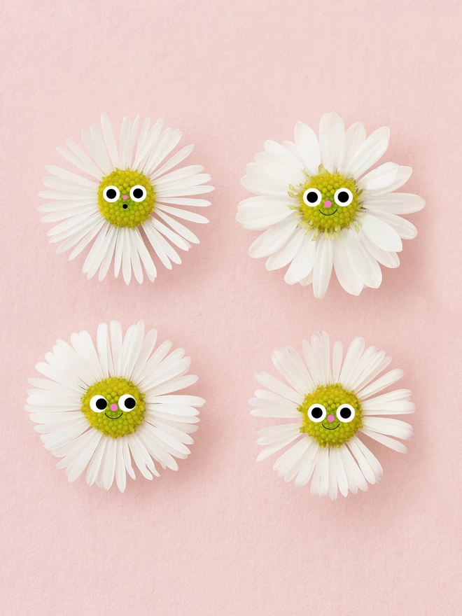 A detail of 4 daisy smiling on a pink background 