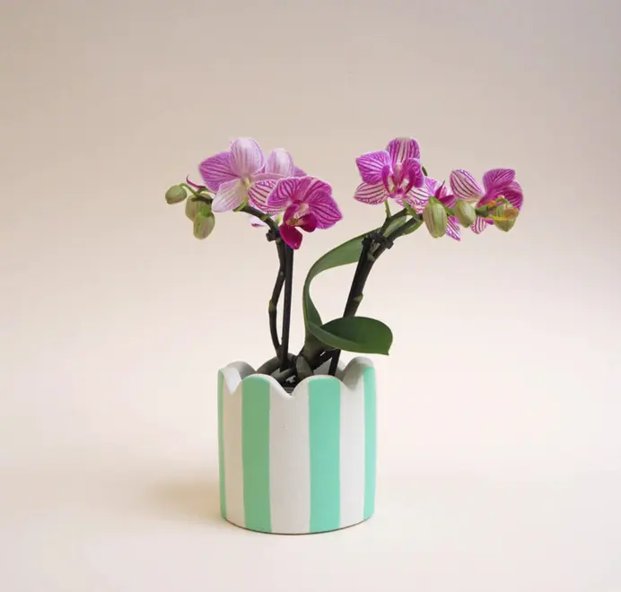 Small Scalloped Stripy Plant Pot. white ceramic pot with vertical coloured stripes set against a plain light background.