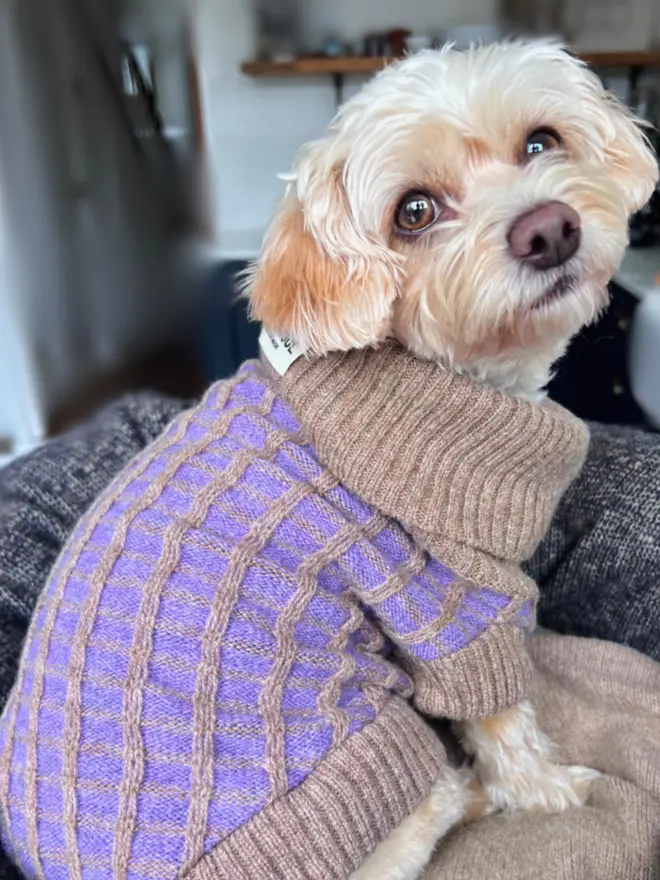 purple dog jumper